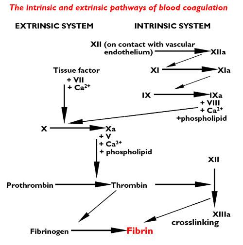 COAGULATION