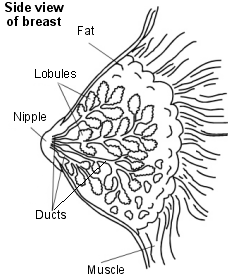 Cross-section diagram of a breast