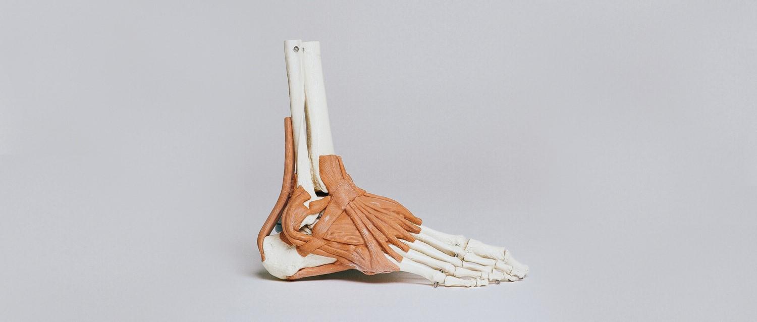 Anatomical model of a human foot showing white bone structure and orange muscle tissue against a light grey background.