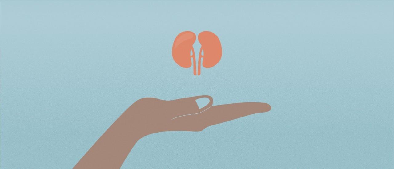 kidneys