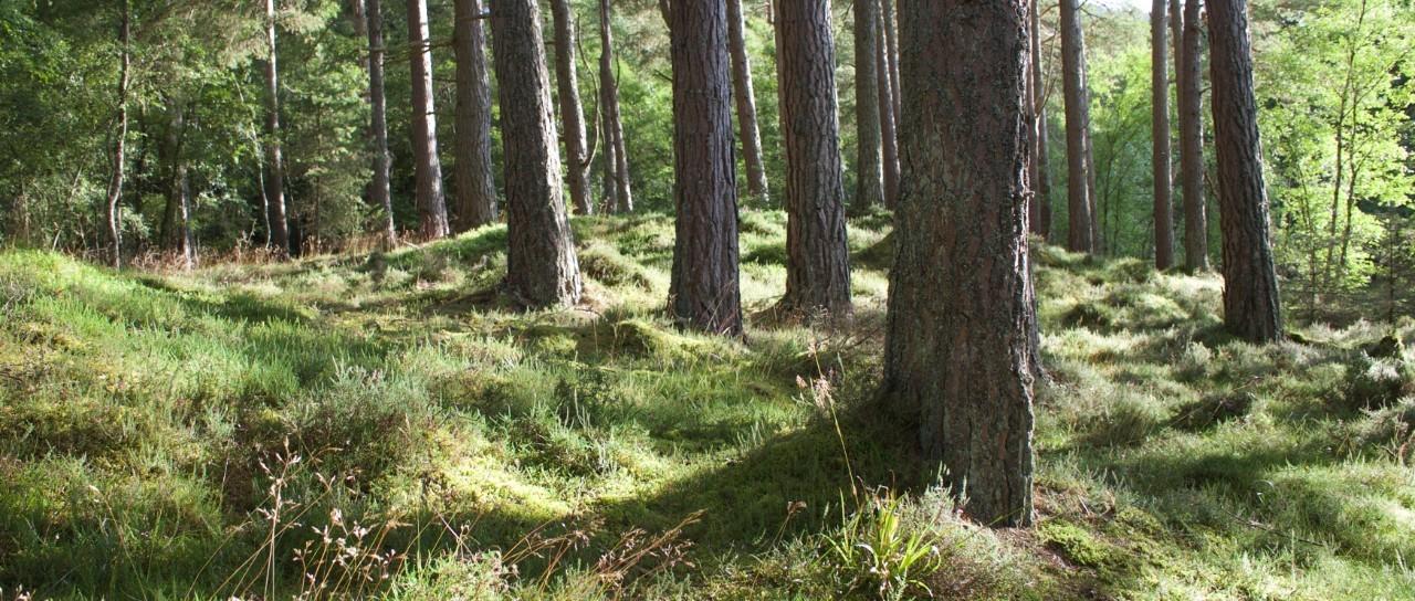 UK Lyme disease cases may be three times higher than estimated